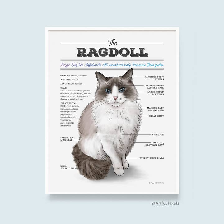 Ragdoll Cat Diagram Art Print for wholesale by Artful Pixels
