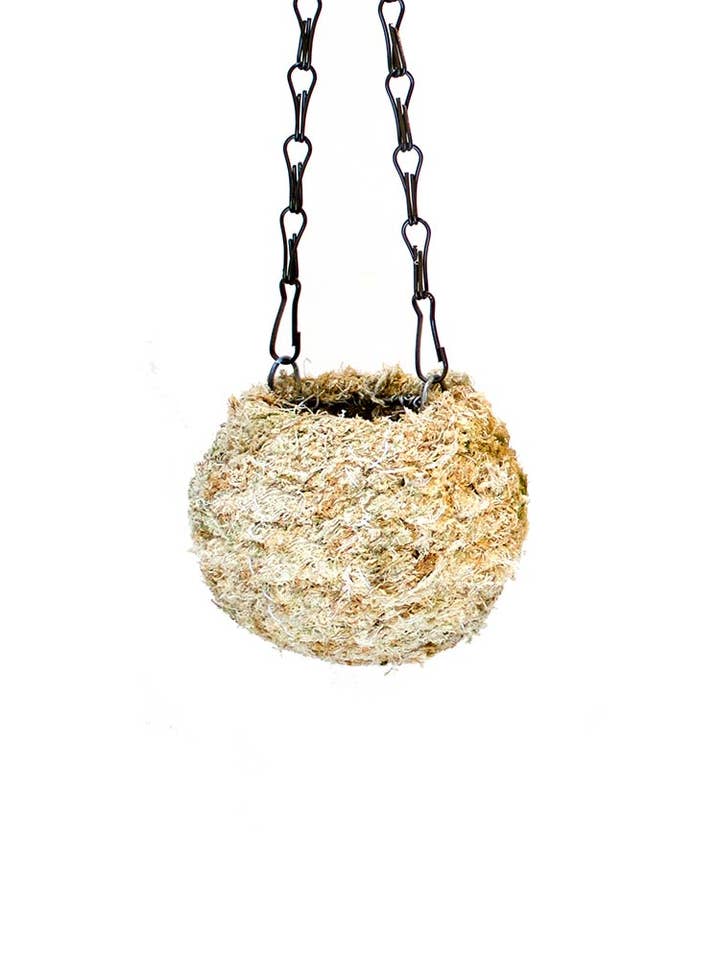 Kokedama, Blond Sphagnum 4" and 6" for wholesale by SuperMoss