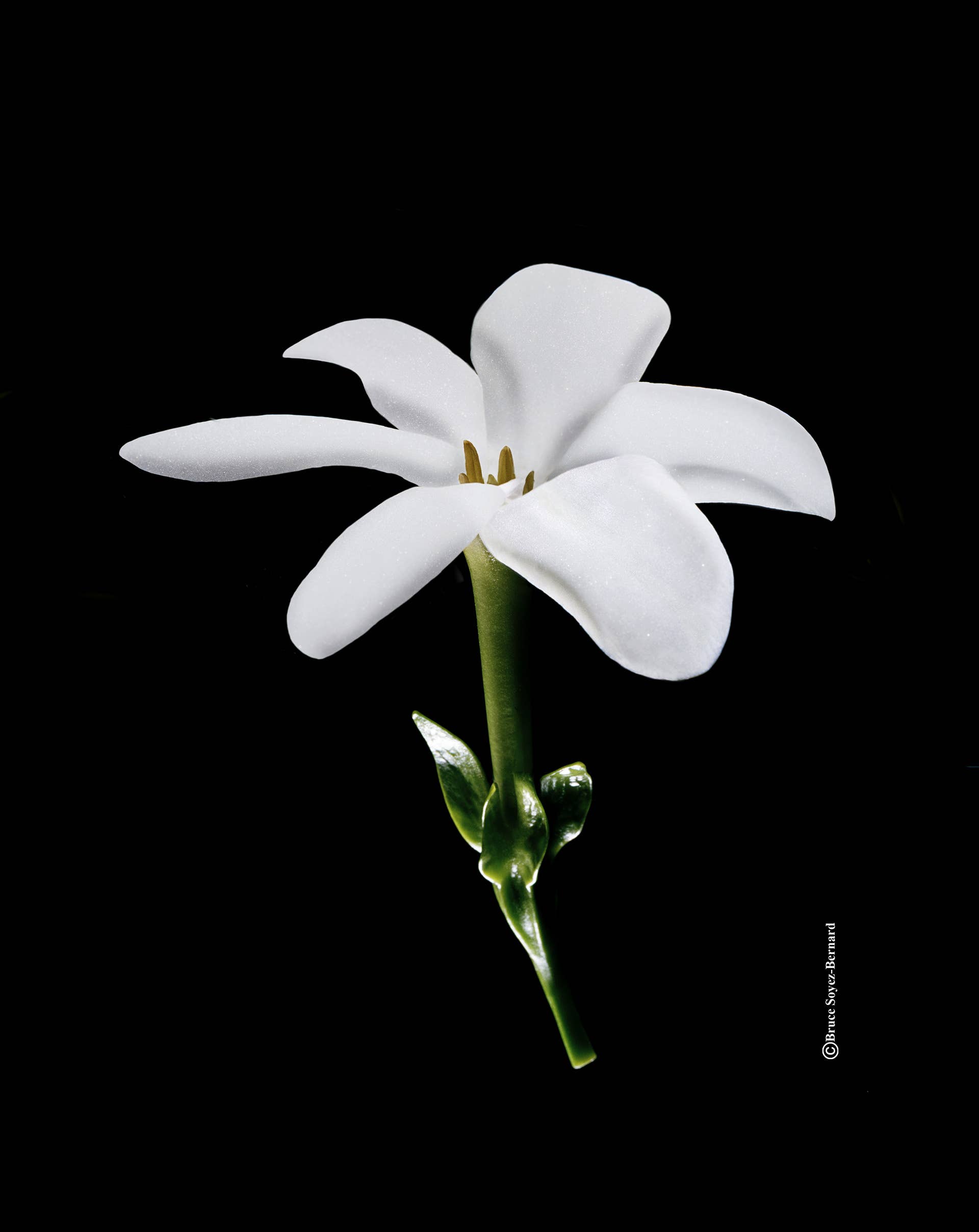 NATURADO EN PROVENCE – wholesale Bad- och kroppsolja – Monoï de Tahiti Tiaré Ursprungsbeteckning 150 ml4