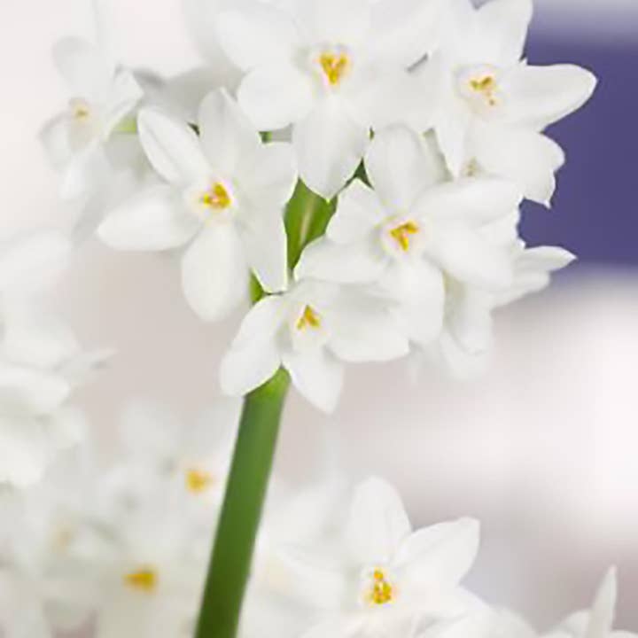 Dutch Flower Lady - Wholesale Live Plant - 300 Fragrant Paperwhite Flower Bulbs USA Special Christmas