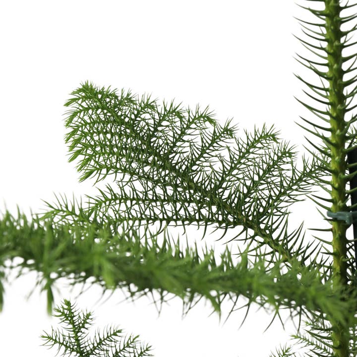 Oasis of Life - Wholesale Live plant - Norfolk Island Pine – Araucaria heterophylla – Height 70–80cm – Ø21cm – Evergreen Houseplant & Sustainable Christmas Tree Alternative – Tropical Araucaria from Australia – Easy to Care for & Long-lasting6