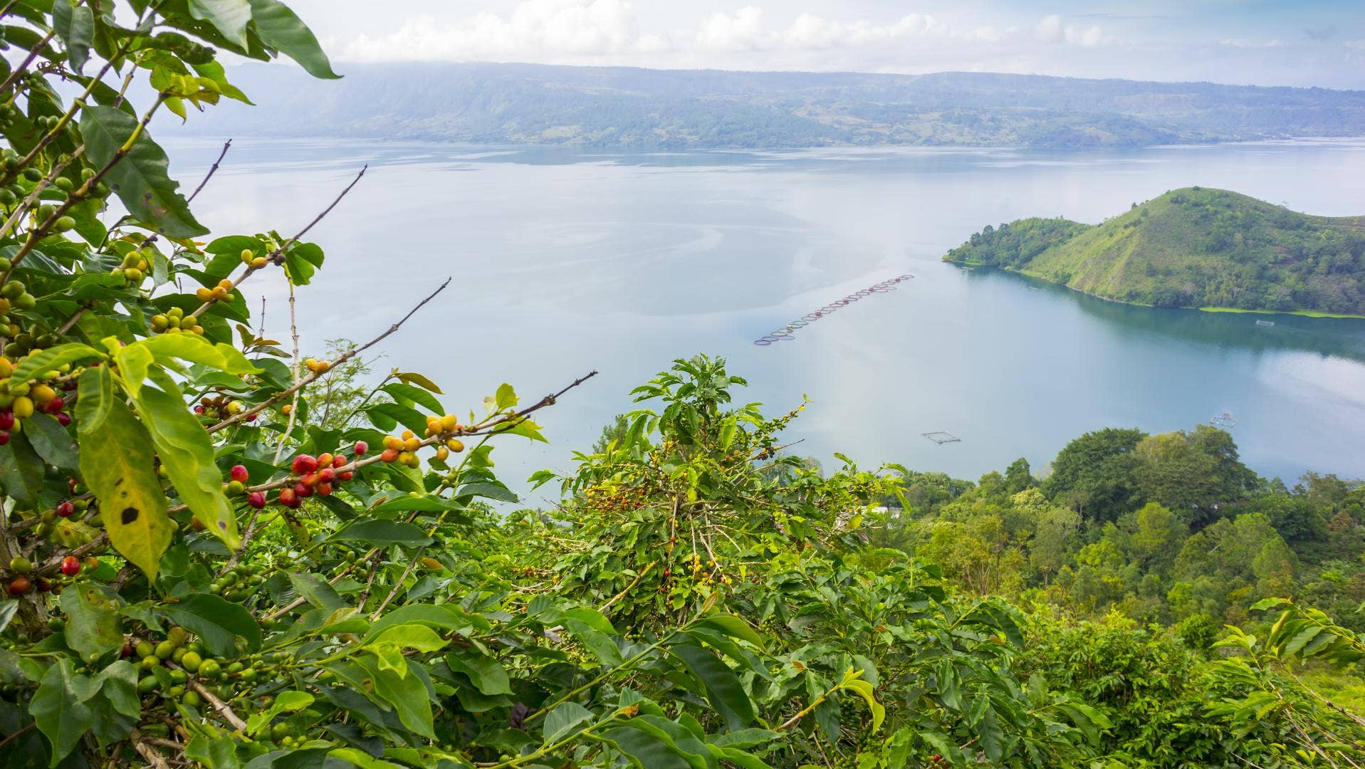 Vail Mountain Coffee & Tea Co. - Wholesale Coffee Beans - Celebes Kalossi Coffee - Toraja Estate2