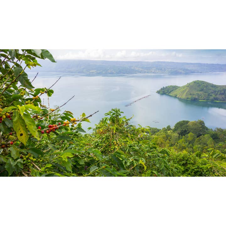 Vail Mountain Coffee & Tea Co. - Wholesale Coffee Beans - Celebes Kalossi Coffee - Toraja Estate2