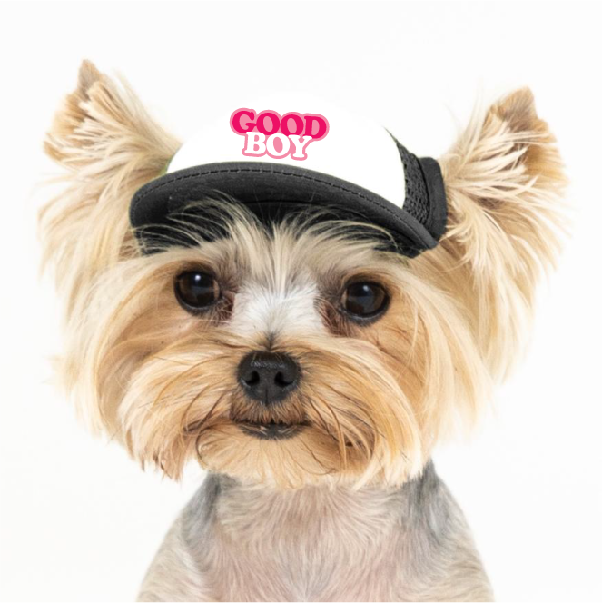 PupLid - Wholesale Pet Hat - Dog - Good Boy | Trucker Hat for Dogs2
