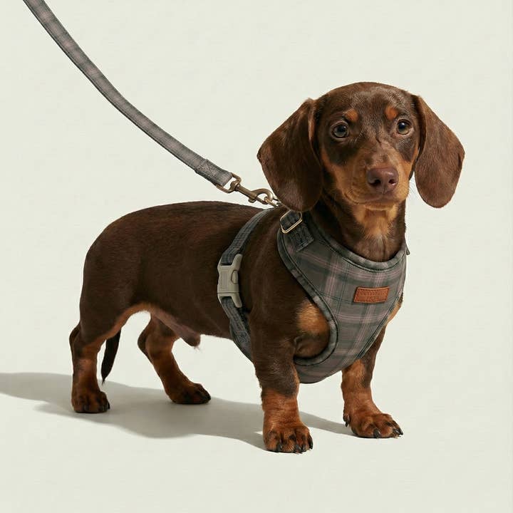 Ternet snor for engroshandel hos Good Dogs Only