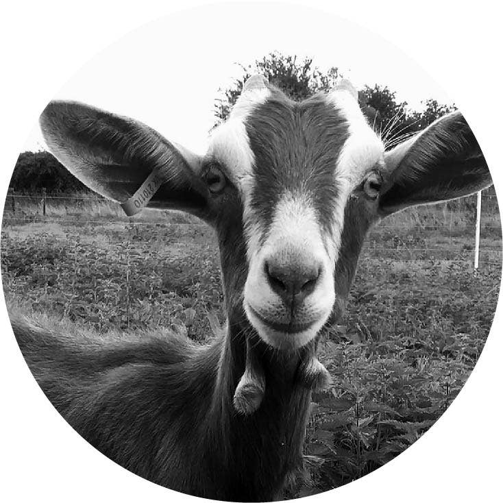 IMOGEN OWEN - Wholesale Bar Soap - ARTISAN GOATS MILK SOAP - YARROW - 3 oz1