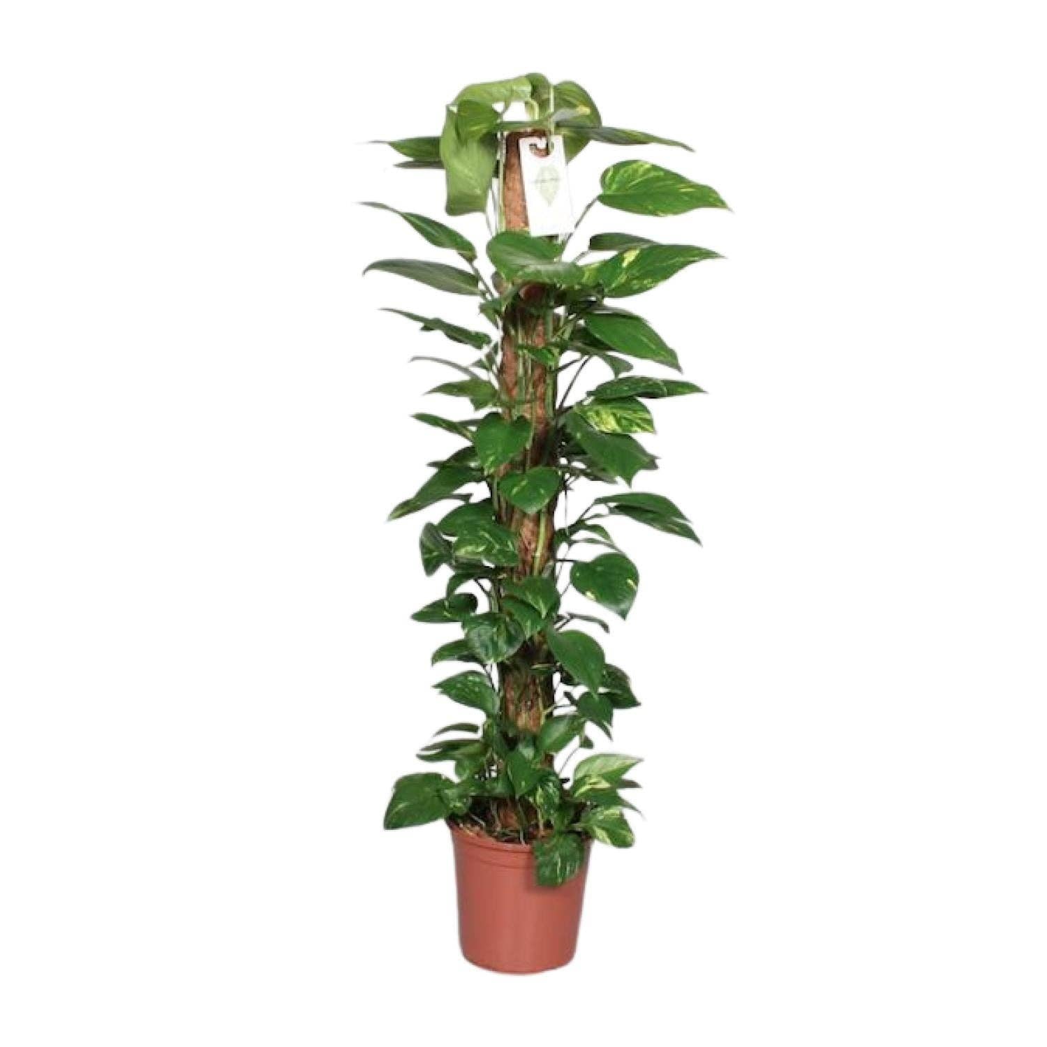 Oasis of Life – wholesale Live plant – Epipremnum Pinnatum Moss Pole – Scindapsus – Height 120cm – Ø24cm – Climbing Plant with Moss Stick – Air-Purifying Houseplant – Easy Care & Decorative for Indoors0