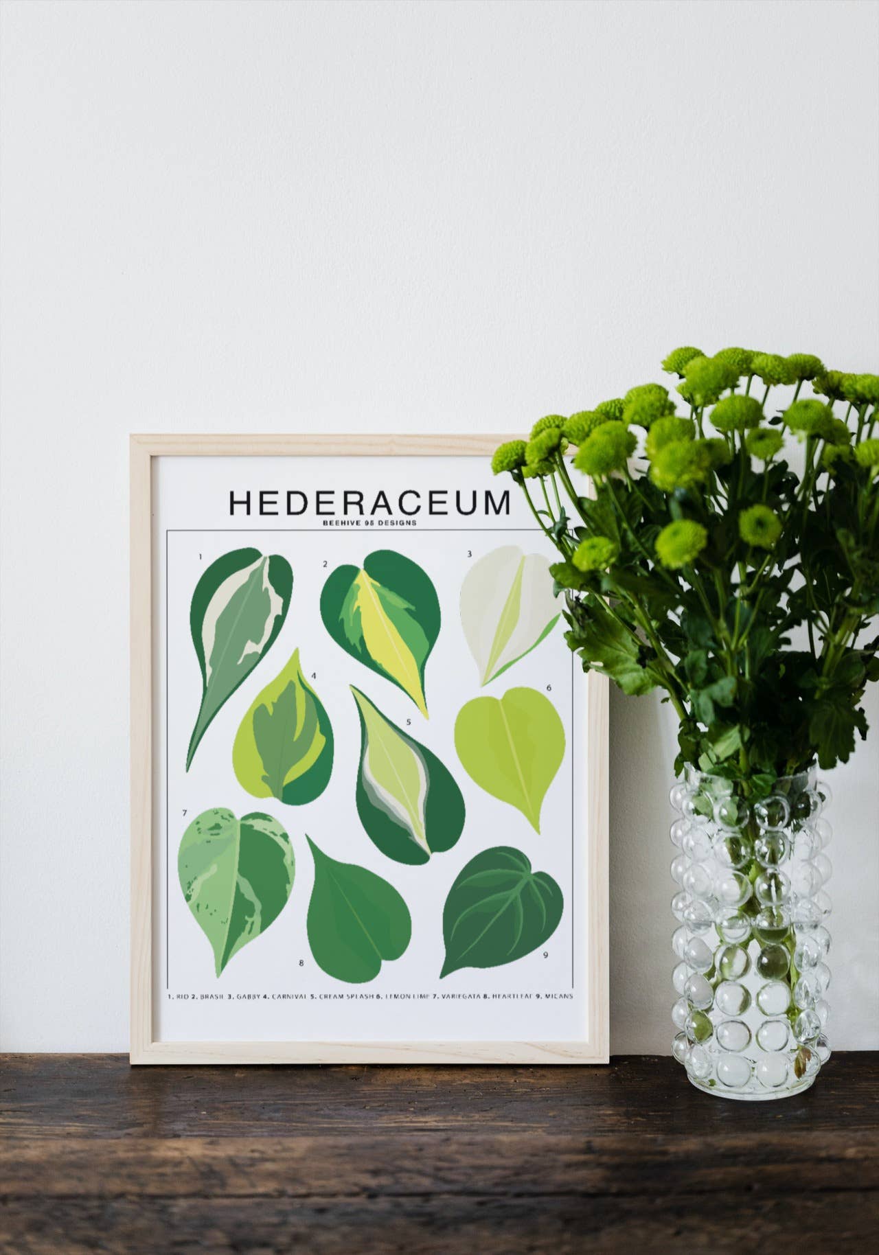 Beehive 95 Designs - Vendita all'ingrosso Stampa artistica - Hederaceum Species ID Chart - Stampa artistica botanica con piante d'appartamento1