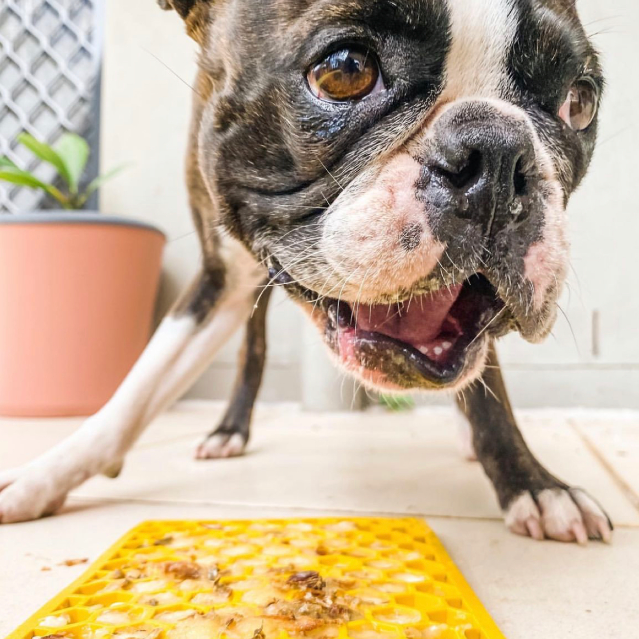 Rover Pet Products – Tapete para comedouro – Cão por atacado – Tapete de lambida Honeycomb Emat para enriquecimento – tamanho médio2