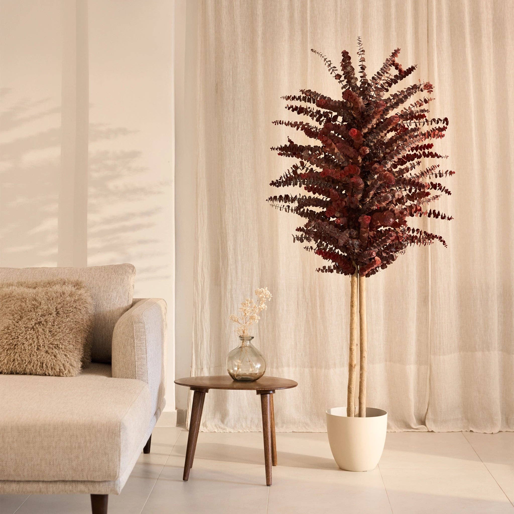 Maia Shop - Venta al por mayor Plantas artificiales - Árbol Eucalipto Preservado Baby12