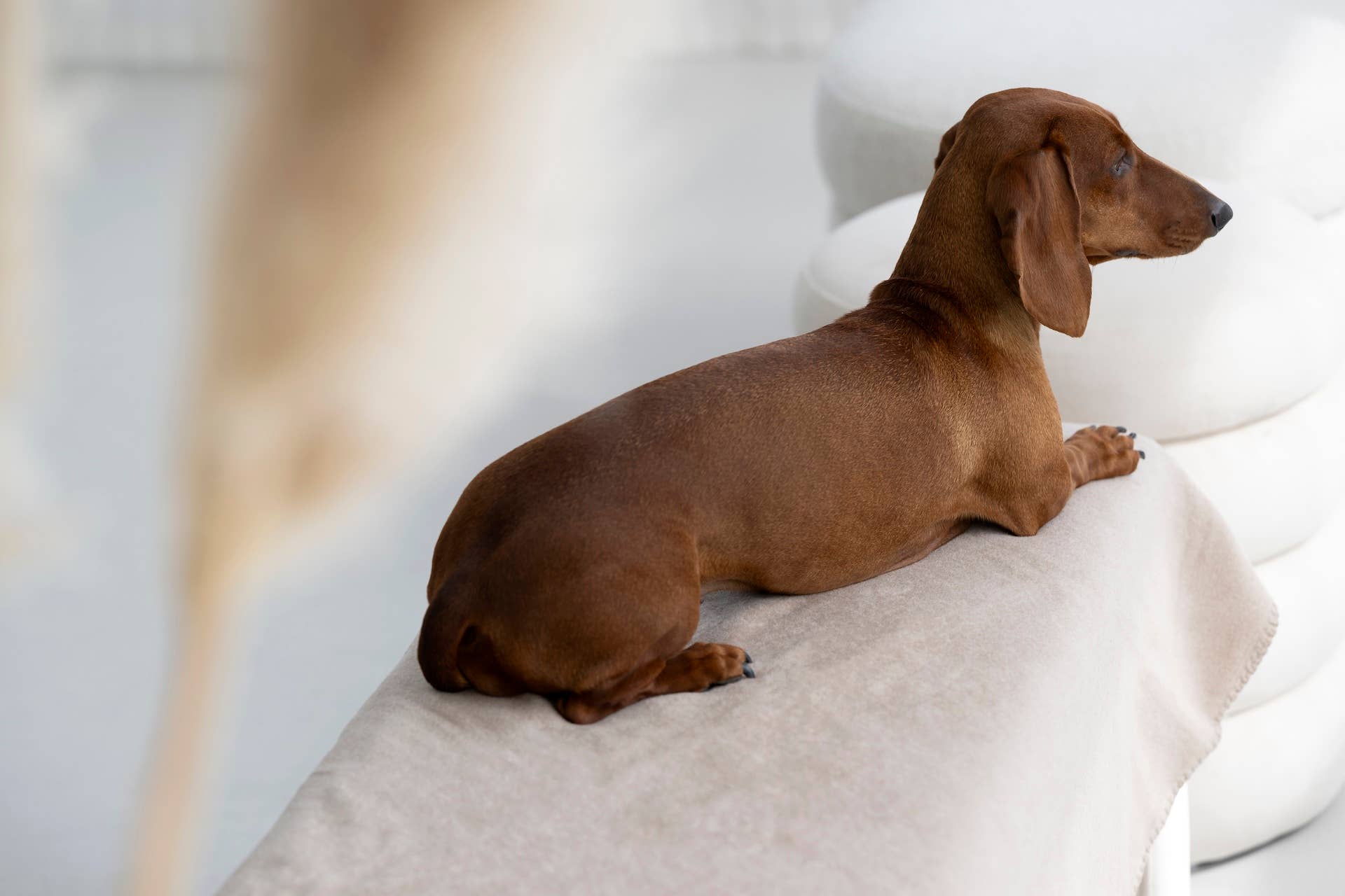 LABONI - Volentis GmbH – Großhandel Haustierdecke – Katze/Hund – REVERSO – Stilvolle Wende-Decke für anspruchsvolle Hunde21