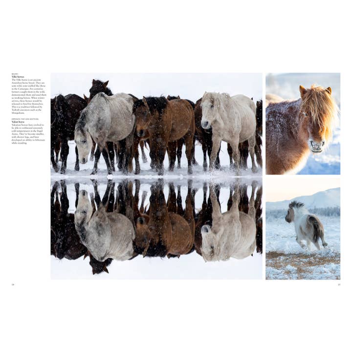 Union Square & Co. - Wholesale Book - Adult - Wild Horses by Tom Jackson