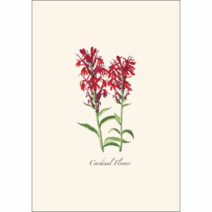 Earth Sky + Water - Wholesale Stationery/Notecard Set - Meadow Wildflower Asst.