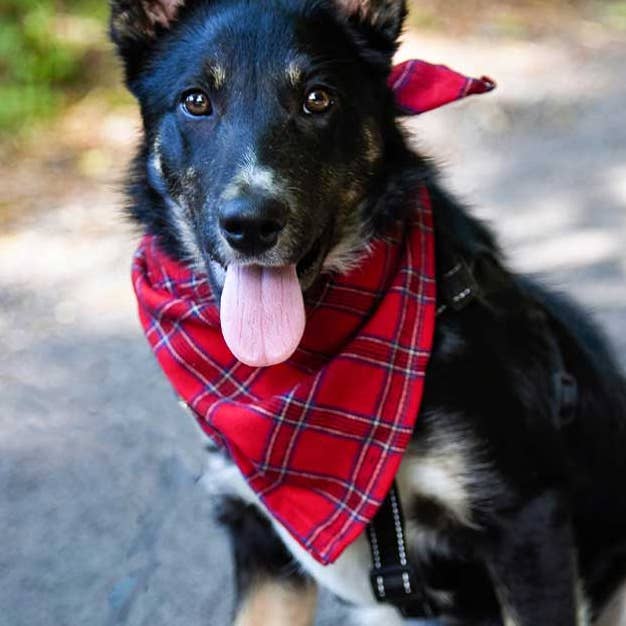 Lee Valley Ireland – wholesale Bandana - Hund – Lee Valley Flanellhundsbandana0