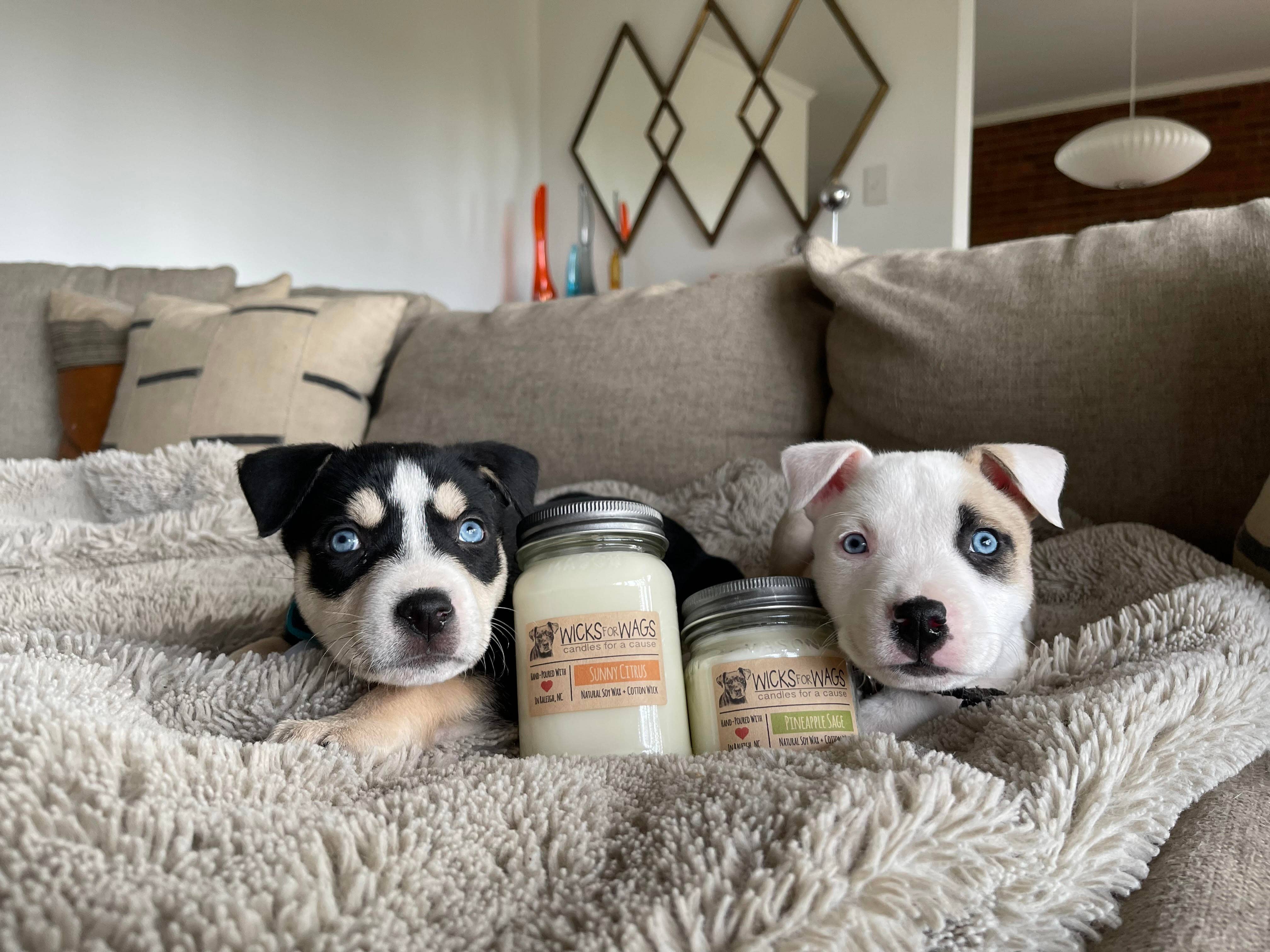 Wicks for Wags - Vente Bougie en bocal - Prune de Minuit | Bougie en pot Mason standard de 8 oz en cire de soja4