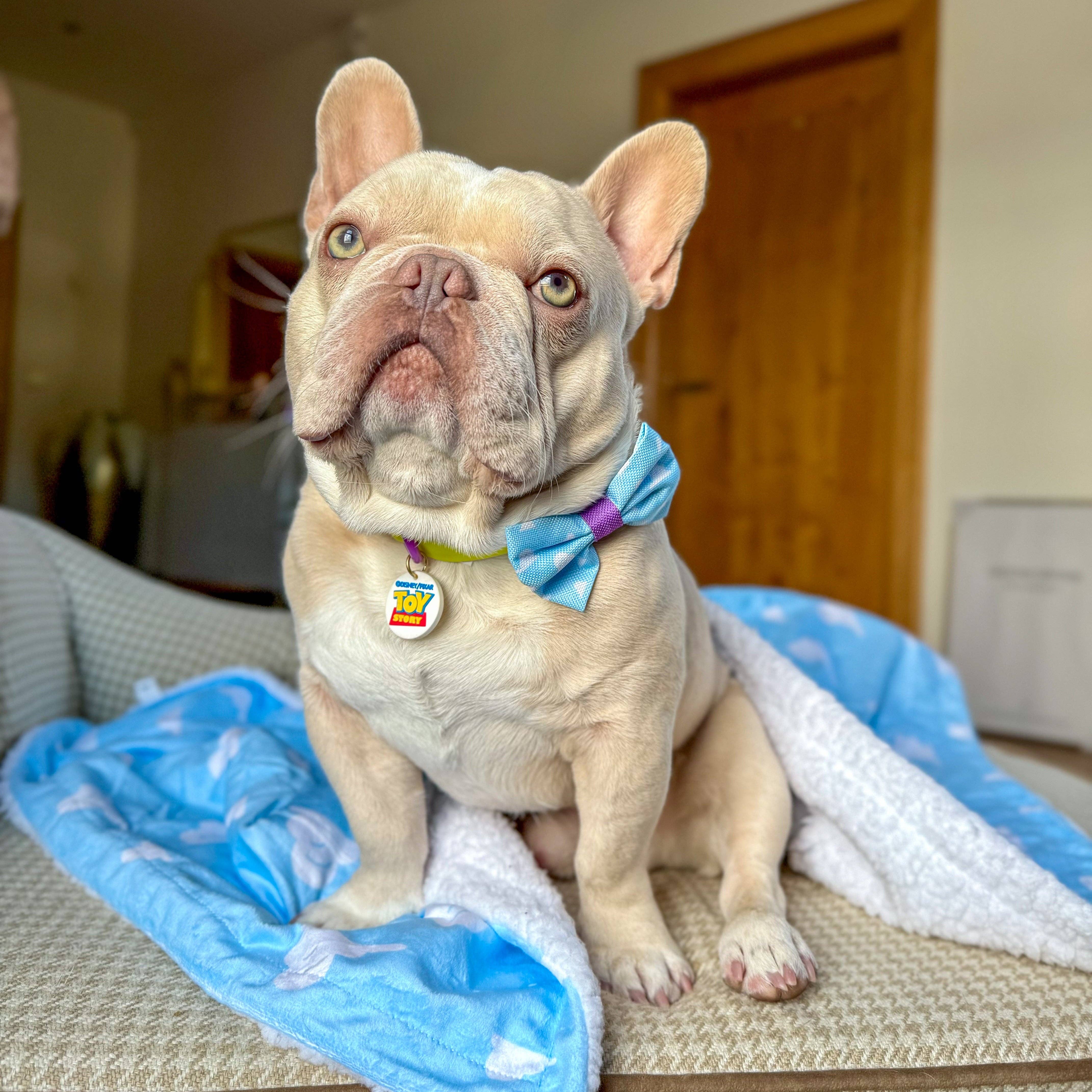 Pawsome Paws – Engroshandel Vedhæng til halsbånd - Kat/hund – Disney© Halsbånd/Line Charm - Toy Story5