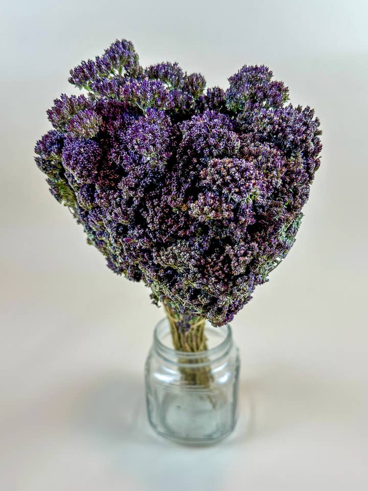 Purple Blossom Greek Oregano – Naturally Dried for wholesale by Lovejoy Farms Premium Dried Flowers
