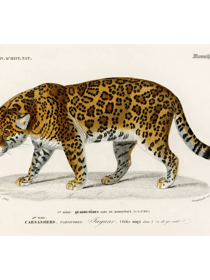 Jaguar for engroshandel hos Sweet Tree Cards