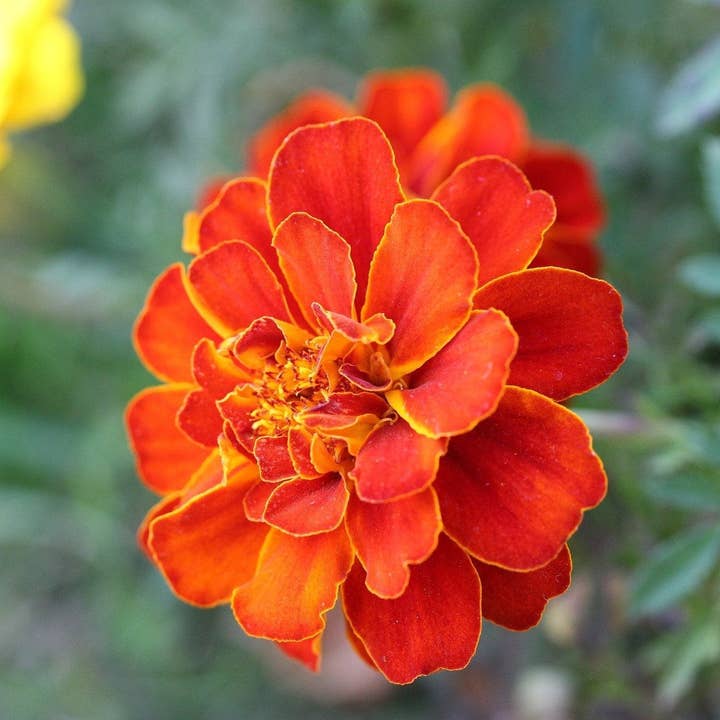 Sow True Seed - Vente Graines de plantes - Graines de souci - Sparky Mix2