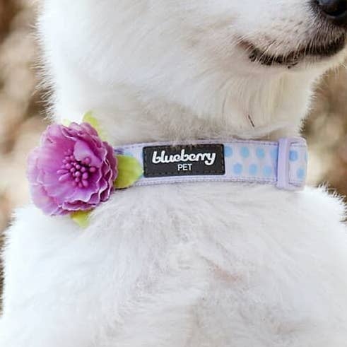 Collare per cani floccato a pois per la vendita all'ingrosso da parte di Blueberry Pet