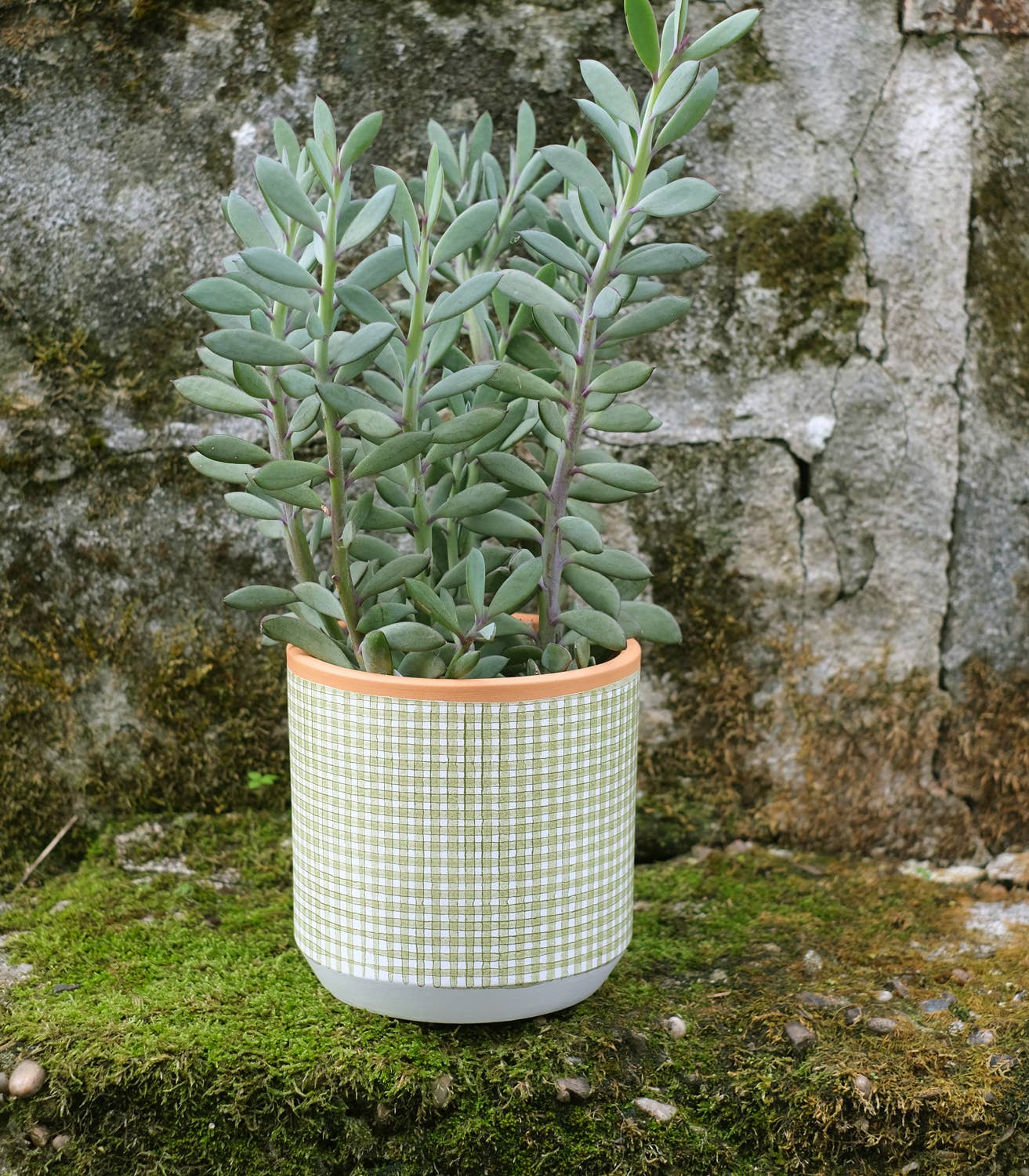 Casa Atlântica - Wholesale Plant Pot - Moss green checkered pot with saucer2