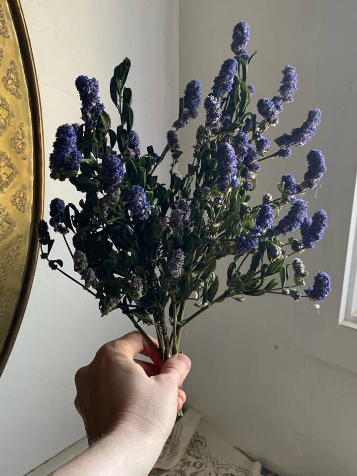 Dried Blue Ceanothus Flowers - Native California Lilac for wholesale by Twig and Snip
