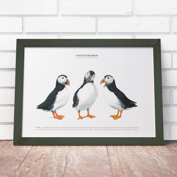 Signierter Druck 3 Papageientaucher für den Großhandel von diademadisara