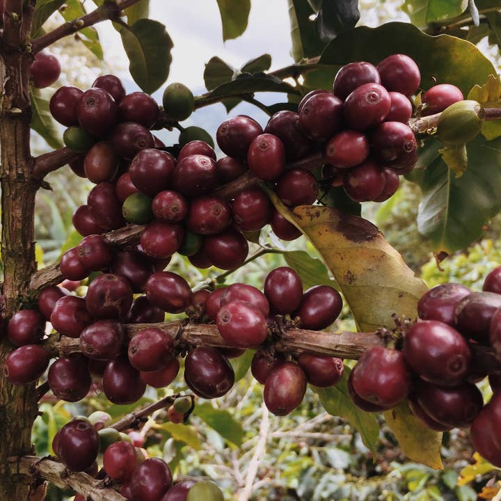 Peaks Coffee Company - Wholesale Coffee Beans - Basecamp 1