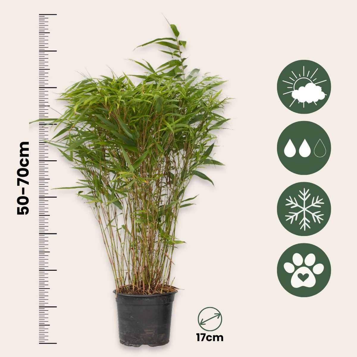 Oasis of Life - Wholesale Live Plant - Bamboo – 6 plants – Fargesia nitida 'Gansu' – Hardy, non-invasive bamboo for hedges & privacy screens – Evergreen & easy to care for – Height 50–70cm – Ø17cm3