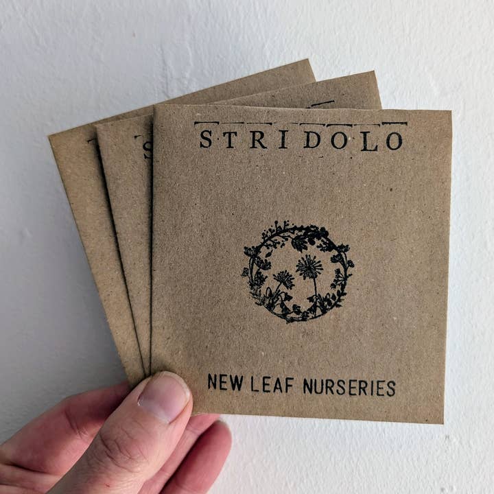 Stridolo Seeds for wholesale by New Leaf Nurseries