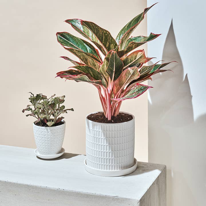 Chive - Wholesale Plant Pot - Virago Planter Pots With Drainage Hole 5 Inch Pot And Saucer77