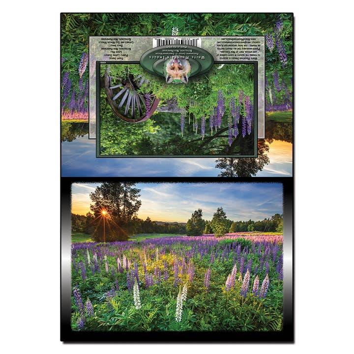 #2055 Carte Lupin Violet Coucher de soleil pour la vente par White Mountain Images