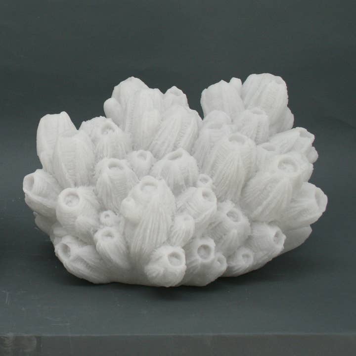 Modern Coastal by Contrast Inc. - Vendita all'ingrosso Lampada da scrivania/d'accento - Arenaria Barnacle Lampada Interno2