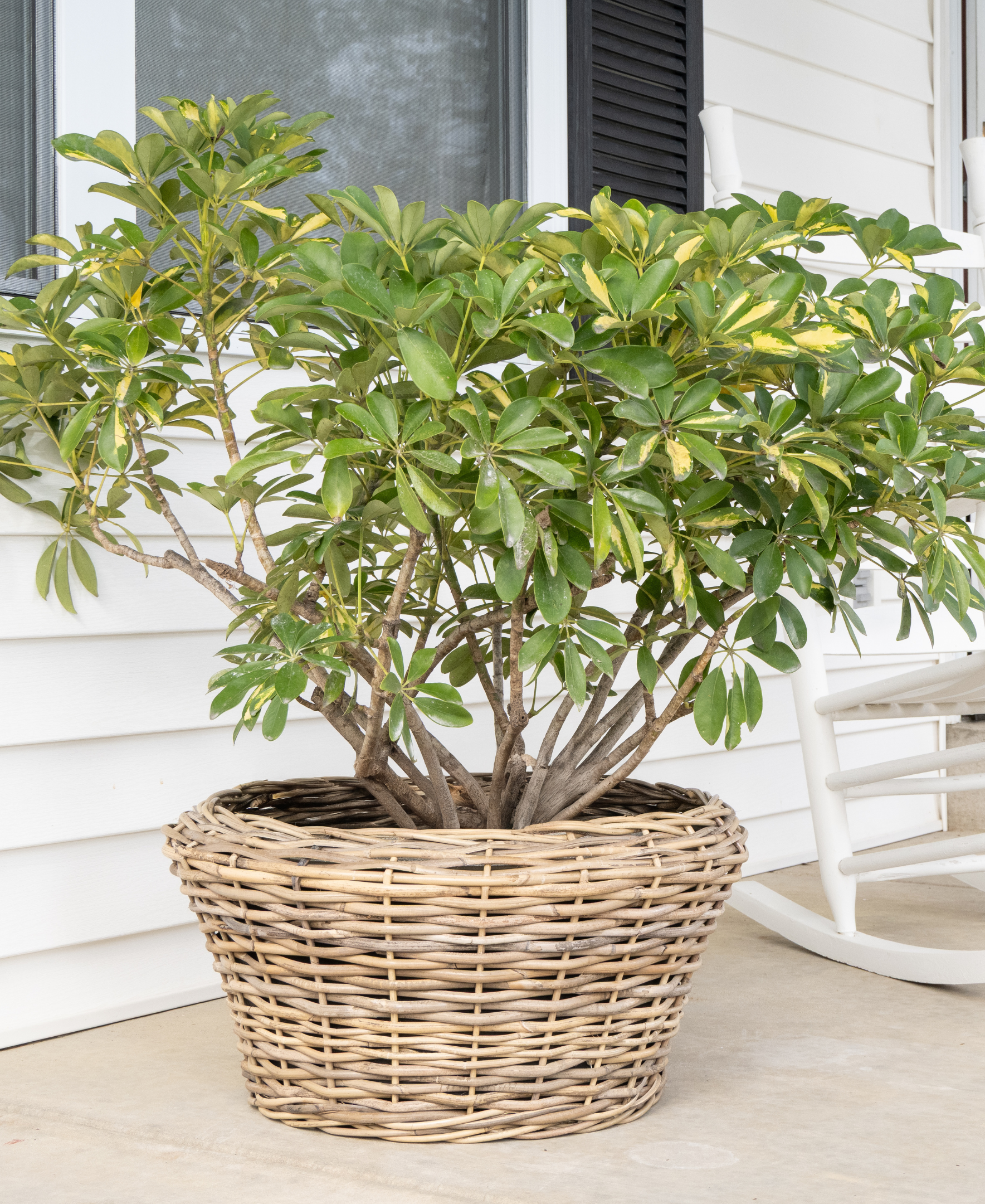 Artifacts Trading Company - Wholesale Plant Pot - Round Cone Rattan Planter with Liner - 22" 5