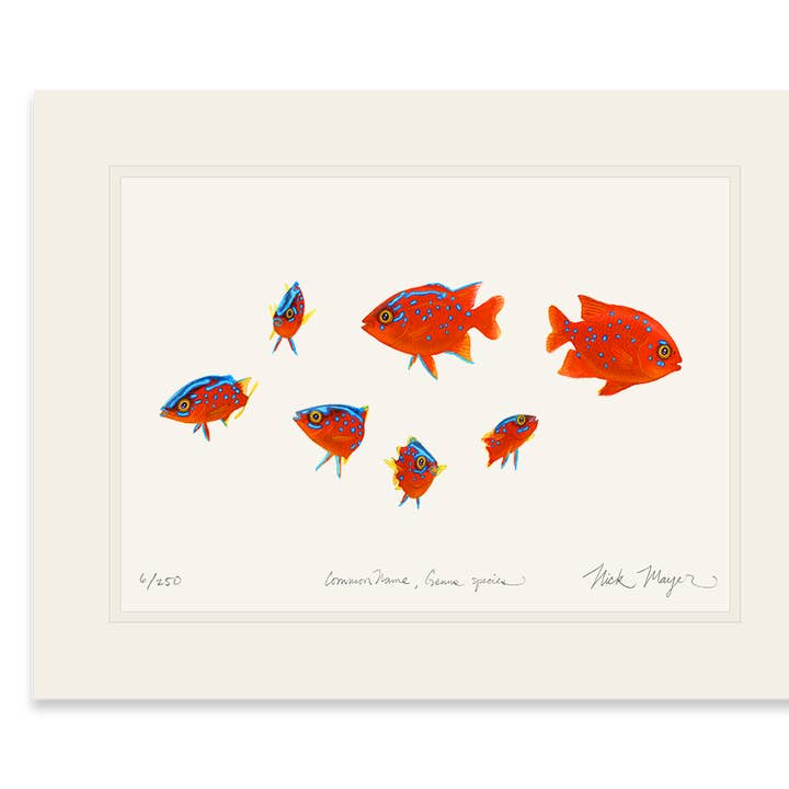 Baby Garibaldis 3 Limited Edition Print for wholesale by Nick Mayer Art