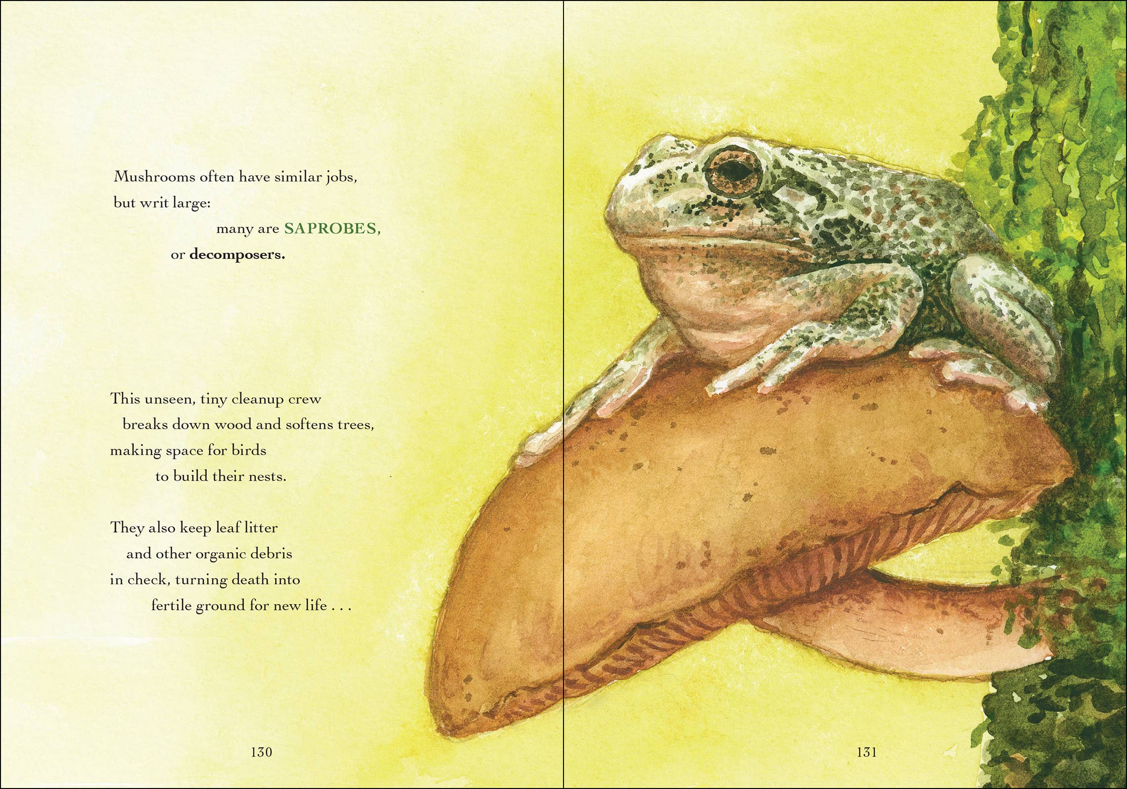 AdventureKEEN - Wholesale Nature & Outdoors - Wonder of Mushrooms6