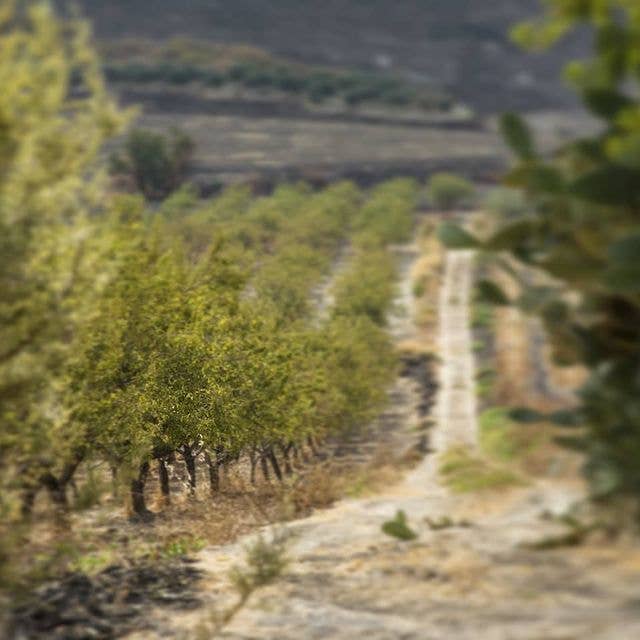 Cibi & Sapori - Wholesale Nuts - Natural Sicilian Almonds 500 g3