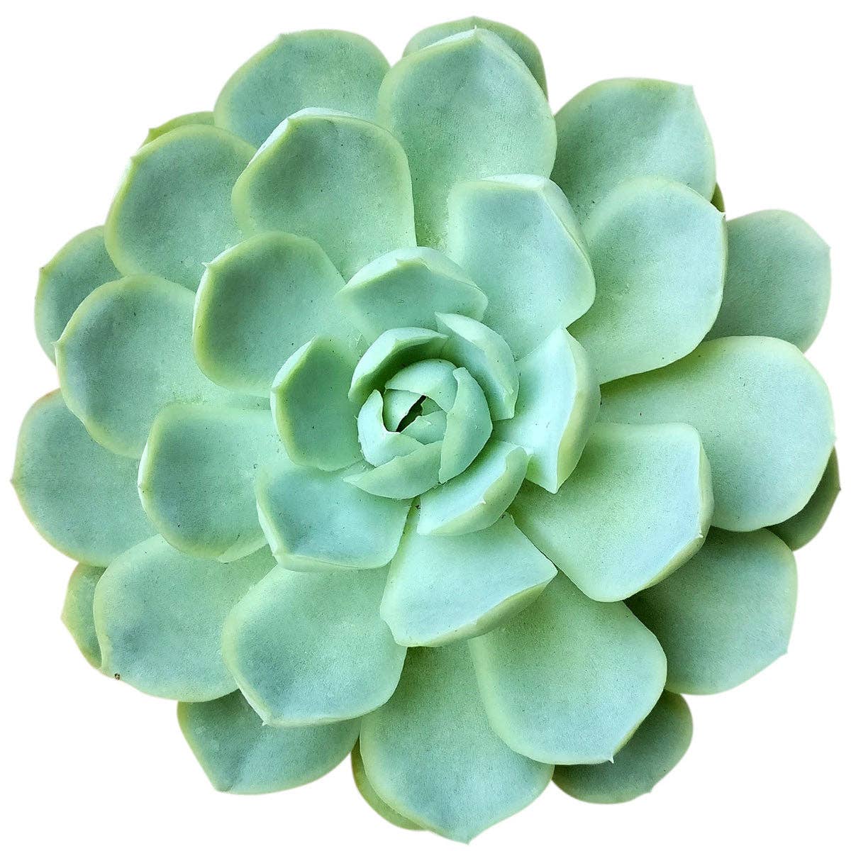 Best Plant Friend - Vente Succulentes - Echeveria Elegans Boule de Neige Mexicaine - Plantes Succulentes 2/4 pouces4