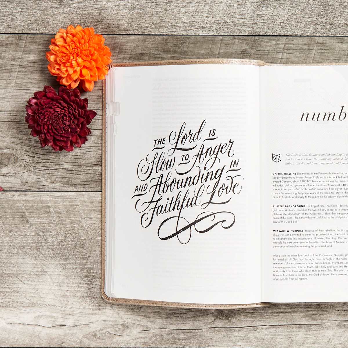 Lifeway - Wholesale Religion - CSB She Reads Truth Bible, Champagne Gold LeatherTouch4