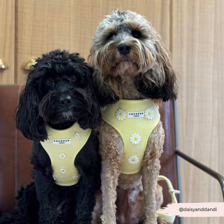 Cocopup London - Wholesale Pet Harness - Dog - Buttercup Pup Adjustable Neck HARNESS29