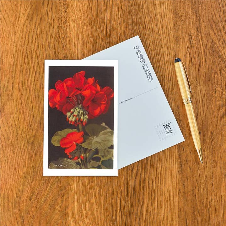 Found Image Press - Wholesale Postcard - Postcard FC-59 Geranium1