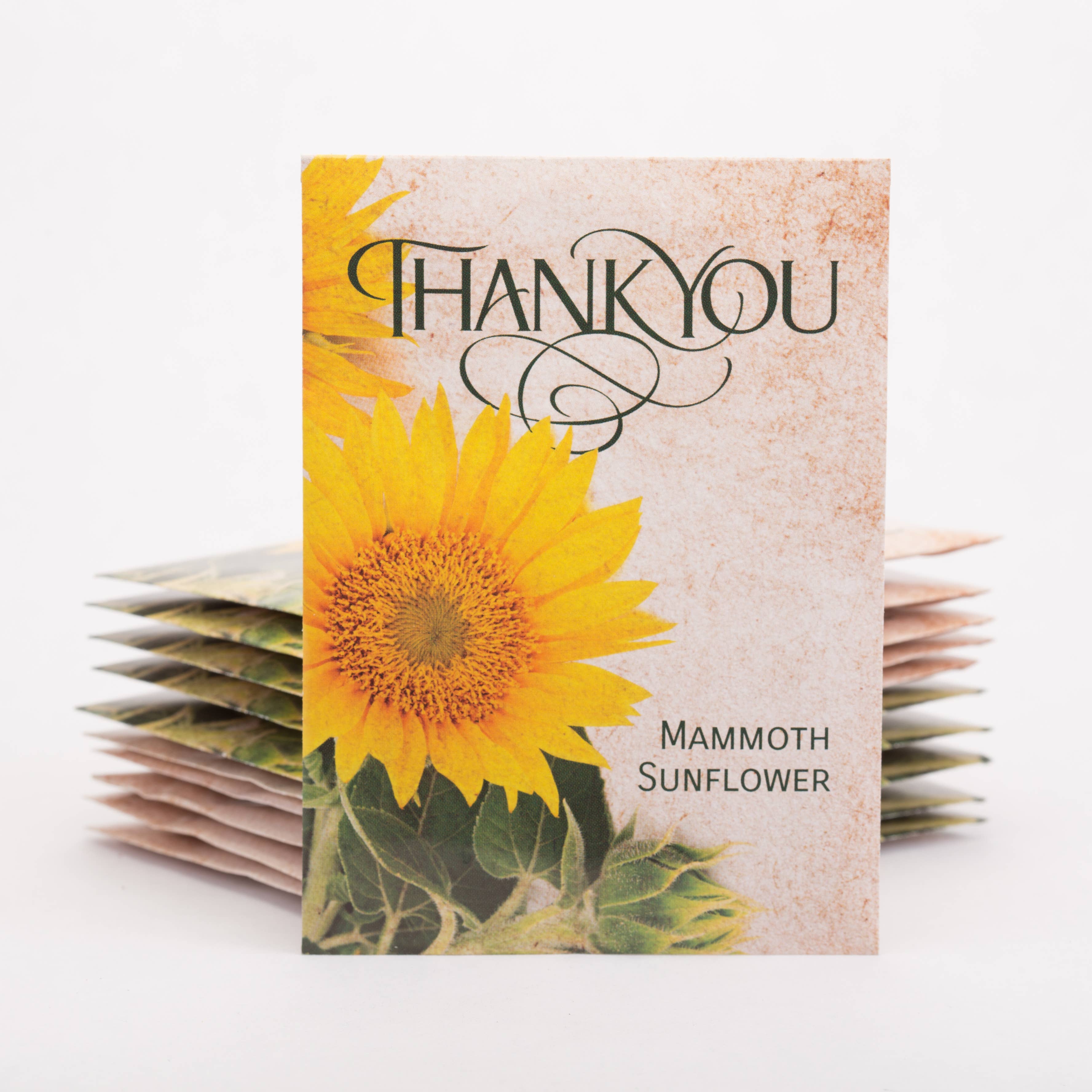 Bentley Seed Co. - Wholesale Thank You Card - Thank You - Mammoth Sunflower3
