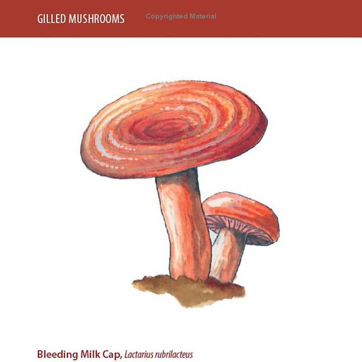 REMOVED BRAND - Wholesale Nature & Outdoors - Mushrooms: A Falcon Field Guide3