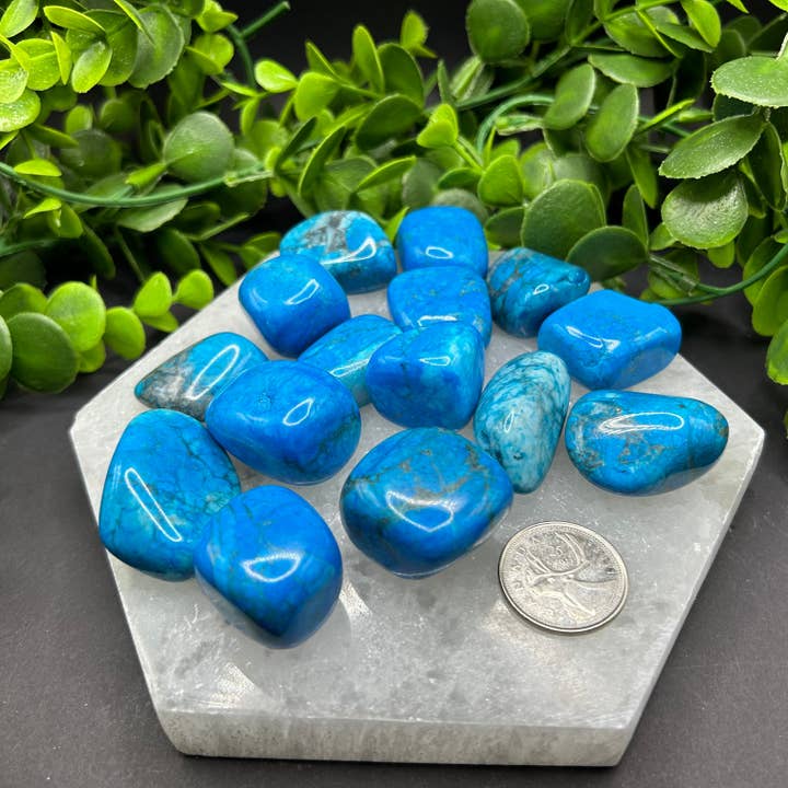Moonbeam Healing - Wholesale Spiritual Stone/Crystal - Turquoise Howlite Tumbled Stone (M-L)