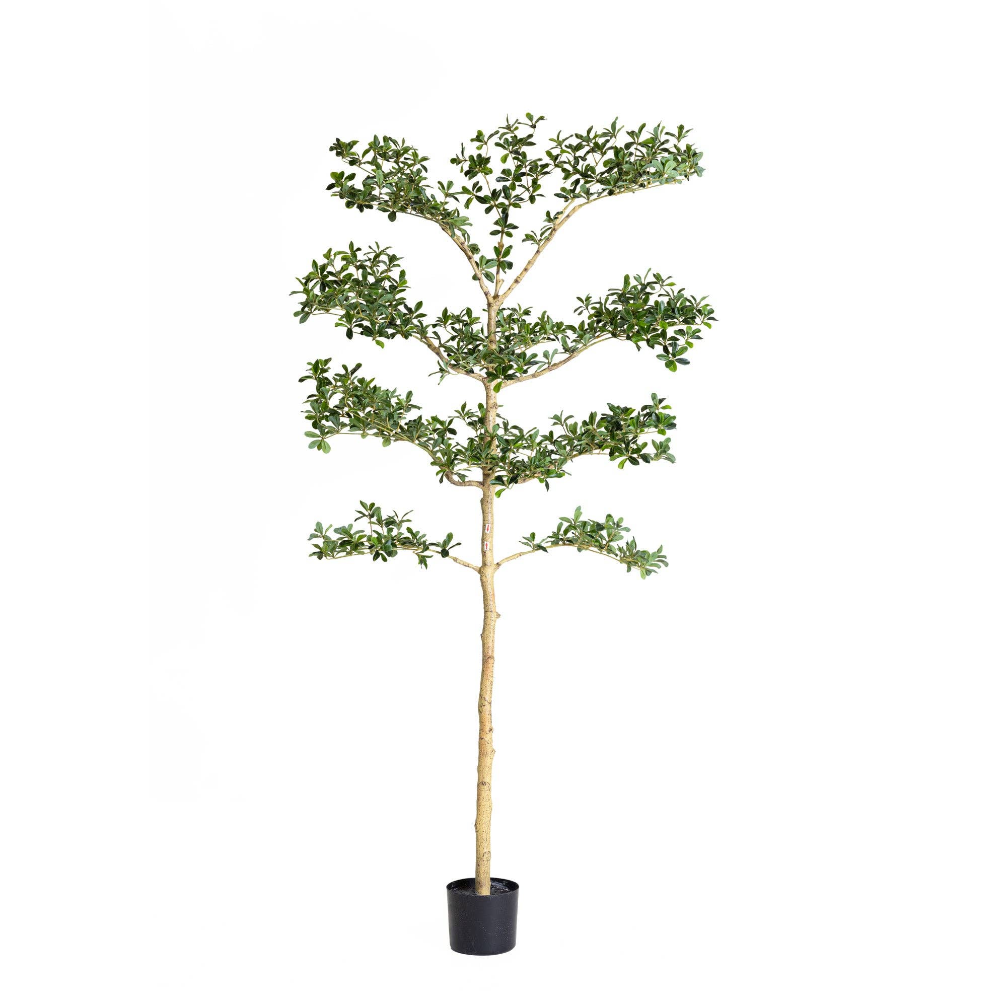 Replica Plants and Decor - Vente Plantes artificielles - Olivier noir Shady Lady de 1,80 m   FP14454