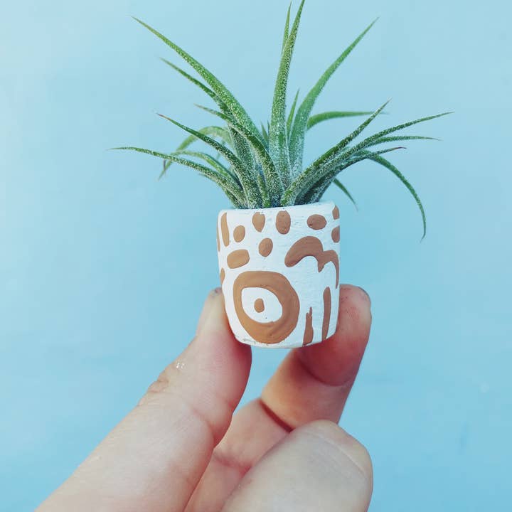 O'Berry's Succulents - Wholesale Succulent - The San Diego Mini Planter
