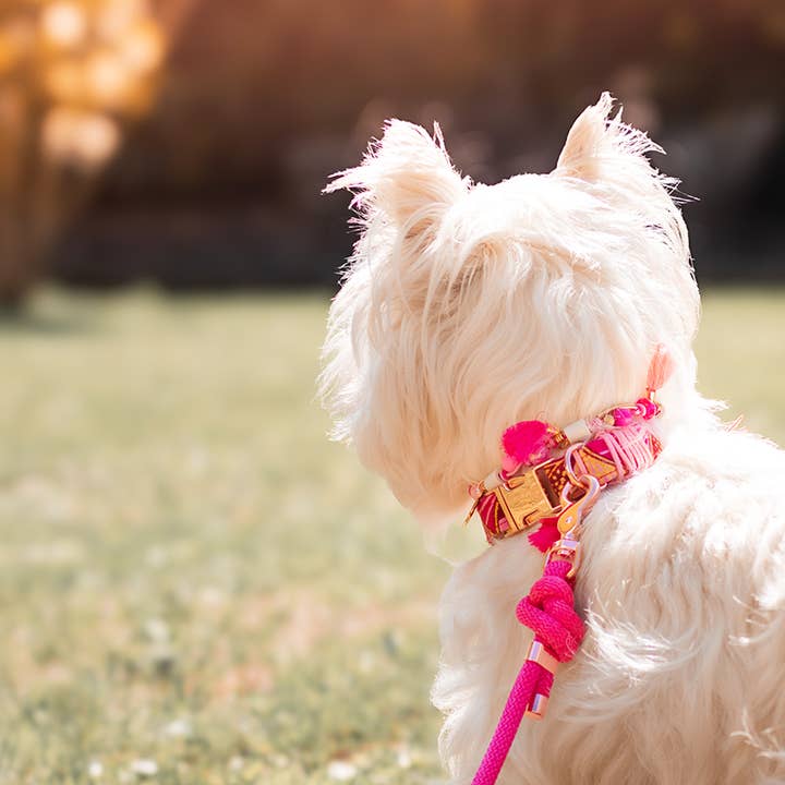 Frimousse Dog - Wholesale Pet Collar - Dog - Adjustable dog collar "Barby"1