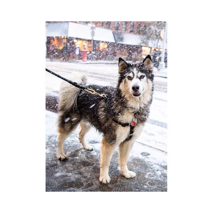 The Dogist - Wholesale Everyday greeting card - Koda The Husky Greeting Card