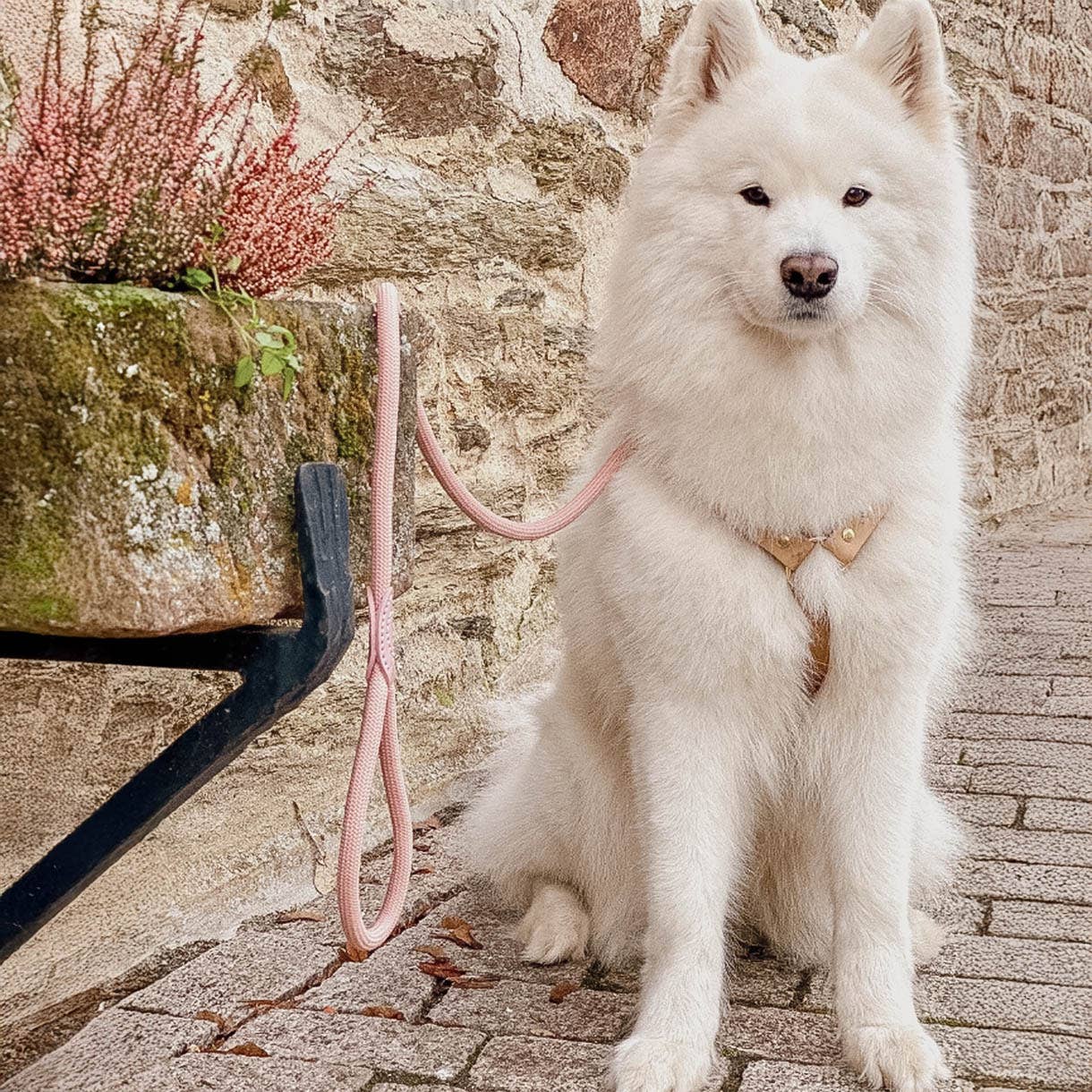 ne&no - Vente Laisse – chien - ne&no® Laisse pour chiens –120 ou 170 cm– laisse fixe10