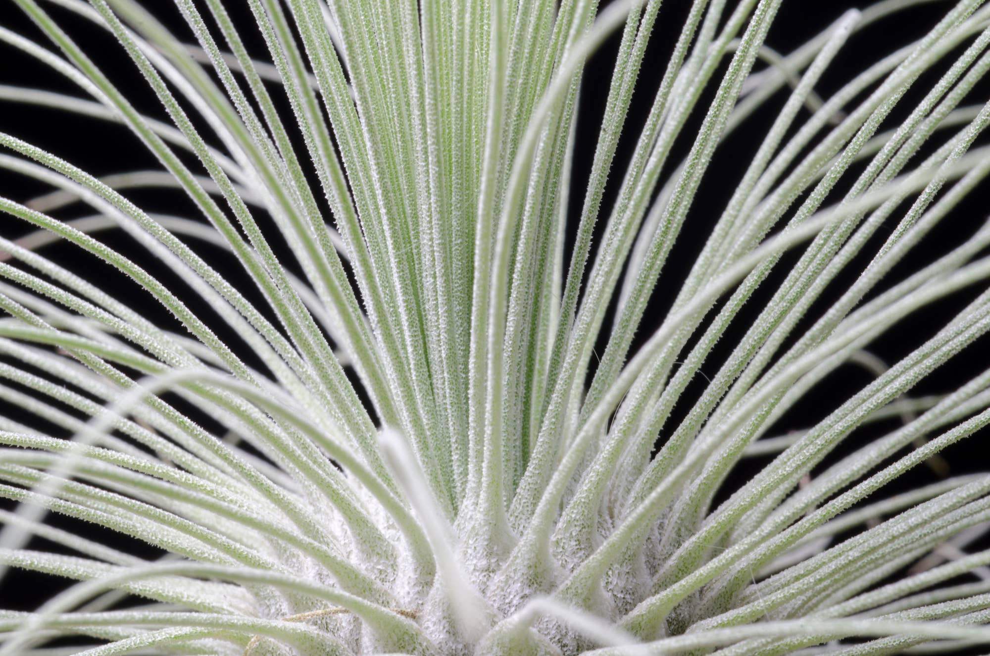 The Artizan Way - Vente Plante - Tillandsia Fuchsii Var. Gracilis4